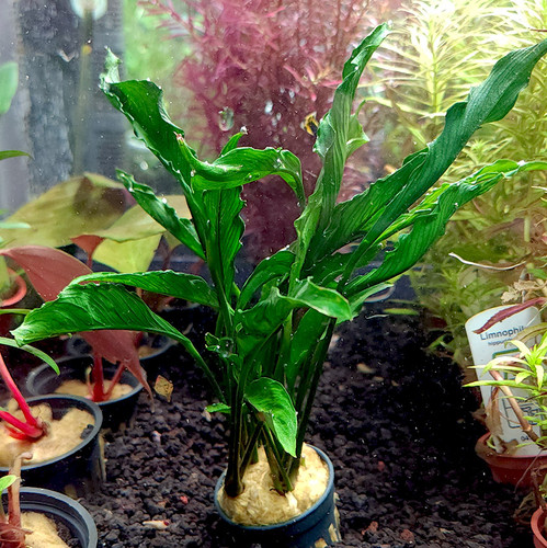 Anubias heterophylla 'Supernova'
