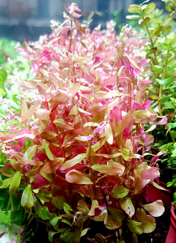 Rotala rotundifolia 'Ceylon'