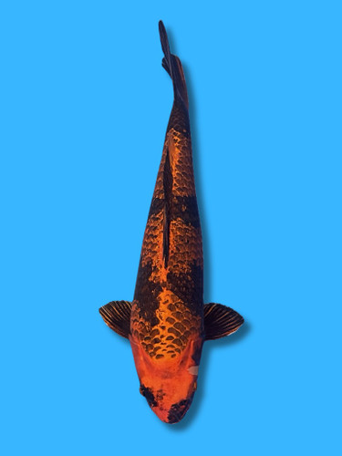 This 60cm Ginrin Kin Hi utsuri from Miyatora has a unique black and red pattern.