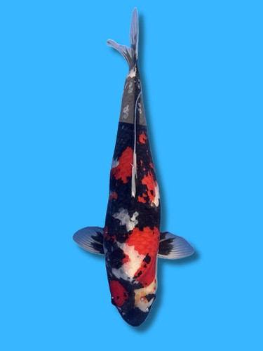 63cm Japanese Imported Showa - Dainichi - ICF1 - 3