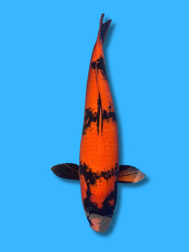 This 82cm Hi Utsuri from Marusei Koi farm has a stunning black and red body.