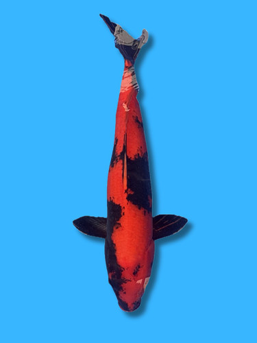 This 72cm Hi Utsuri from Marusei Koi farm has a stunning black and red body.