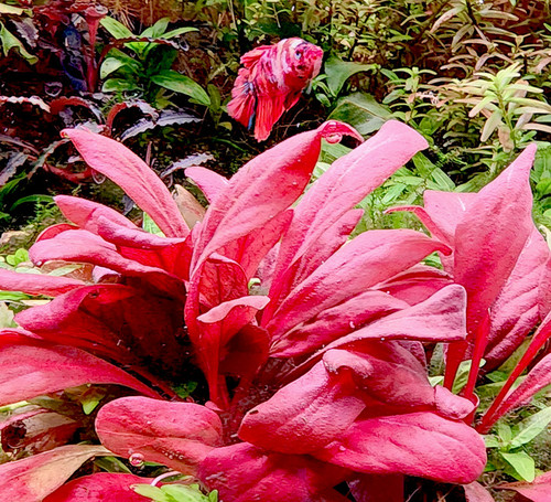 Samolus parviflorus 'Red'