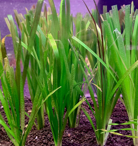 Vallisneria gigantea