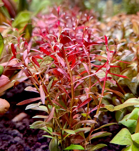 Ludwigia arcuata 'Needle Leaf'
