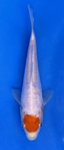This 14cm Tancho Kohaku is all white with a Red spot on its head.