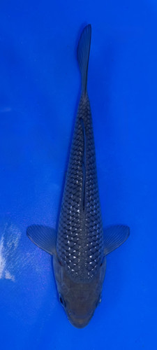 鯉印 Koi-Dogi skin BD 12cm Pearlscale Soragoi Koi | Shop Koi Fish