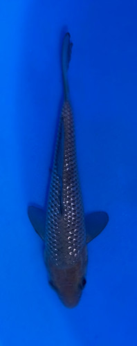 12cm Pearlscale Soragoi Koi | Shop Koi Fish