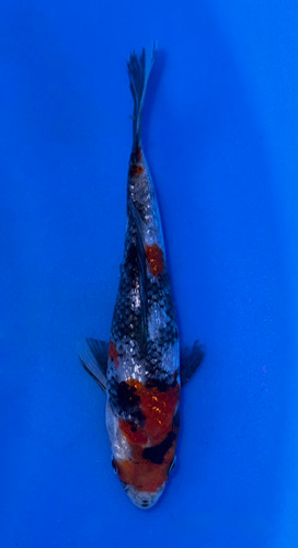 14cm Ginrin Showa koi with sparkling black red and white pattern