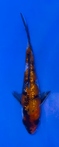 14cm Ginrin Showa koi with sparkling black red and white pattern