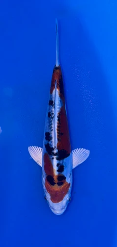 14cm Beni Kikokuryu koi with red black and metallic white pattern