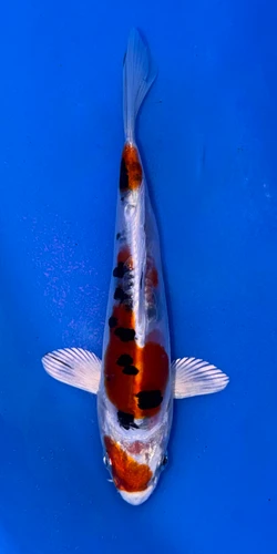 15cm Beni Kikokuryu koi with red black and metallic white pattern