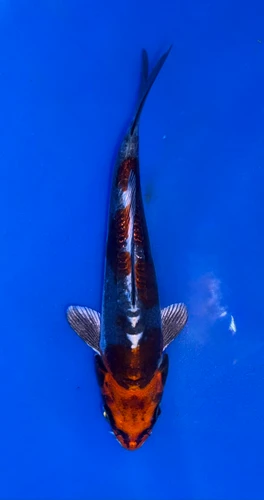 14cm Beni Kikokuryu koi with red black and metallic white pattern