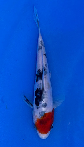Fish - Japanese Koi Fish - Page 2 - Fitzs Fish Ponds