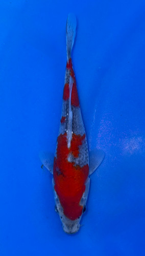 14cm Japanese Imported Kujaku - Koshiji - ICF10 - 25