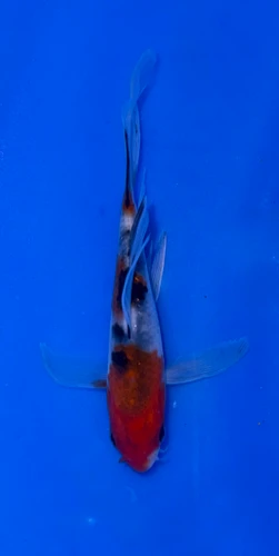 10cm Showa Butterfly koi with black red white pattern and flowing fins