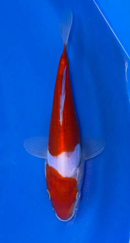 15cm Japanese Imported Kikokuryu - ICF7 - 4