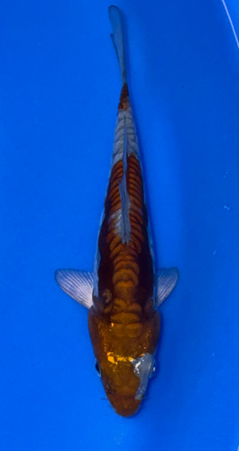 16cm Japanese Imported Doitsu Ochiba