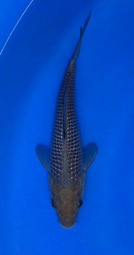 16cm Japanese Imported Pearlscale Soragoi - Koshiji - ICF7 - 8