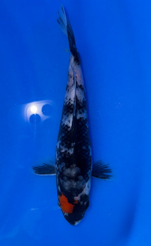 17cm Japanese Imported Showa - Koshiji - ICF7 - 9