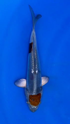 18cm Japanese Imported Doitsu Ochiba - Koshiji - ICF7 - 12