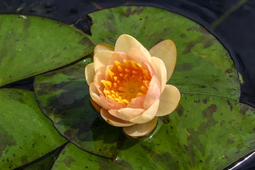 Hardy Lily - CHRYSANTHA