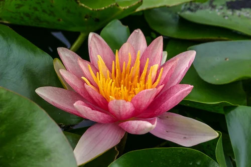 Hardy Lily - COMANCHE
