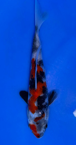 15cm Japanese Imported Showa - Koshiji - ICF7 - 16
