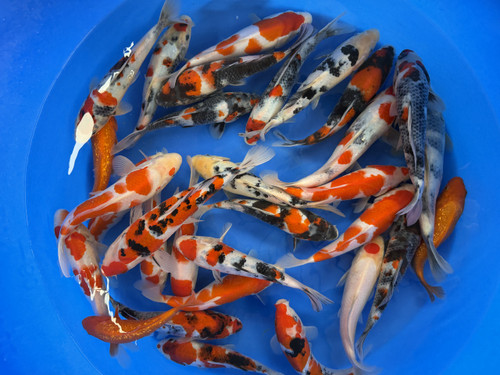 Fish - Japanese Koi Fish - Page 3 - Fitzs Fish Ponds