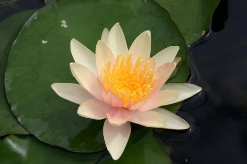 Hardy Lily - PAUL HARIOT
