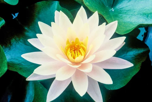 Hardy Lily - BARBARA DOBBINS