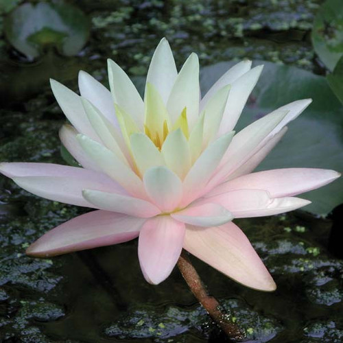 Hardy Lily - BARBARA DOBBINS