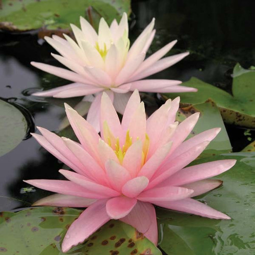 Hardy Lily - PINK GRAPEFRUIT