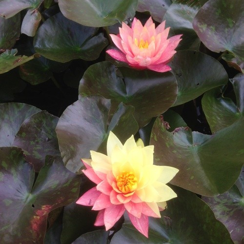 Hardy Lily - WANVISA