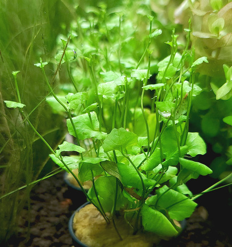 Cardamine lyrata sp. Indonesia