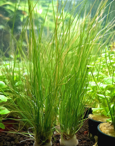 Eriocaulon breviscapum ‘Feather Duster’