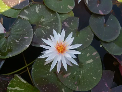 Hardy Lily - ARC-EN-CEIL
