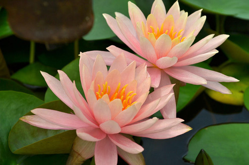 Hardy Lily - COLORADO