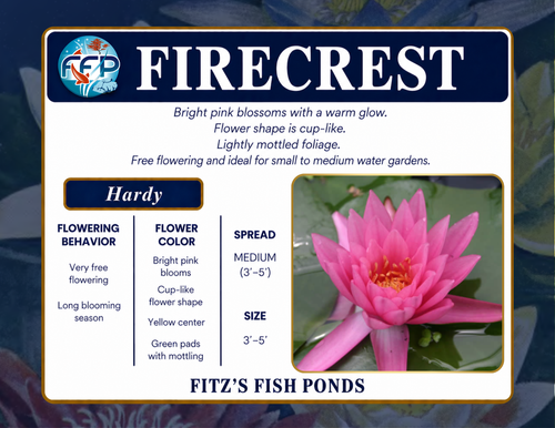 Hardy Lily - FIRECREST