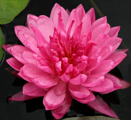 Hardy Lily - FUCHSIA POM POM
