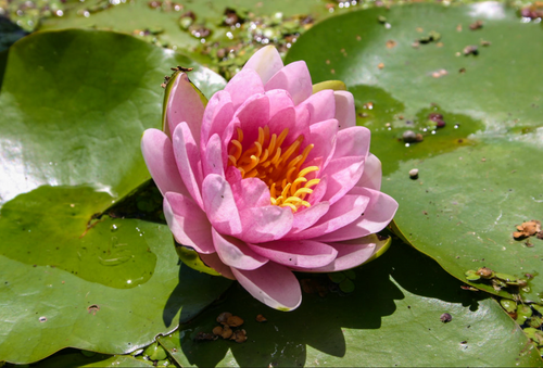Hardy Lily - HOLLANDIA