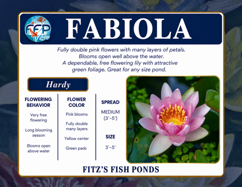 Hardy Lily - FABIOLA