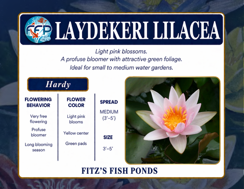 Hardy Lily - LAYDEKERI LILACEA