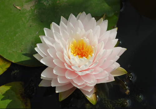 Hardy Lily - GLOIRE DU TEMPLE