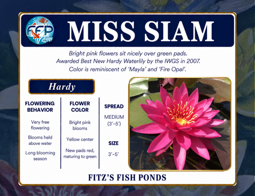 Hardy Lily - MISS SIAM