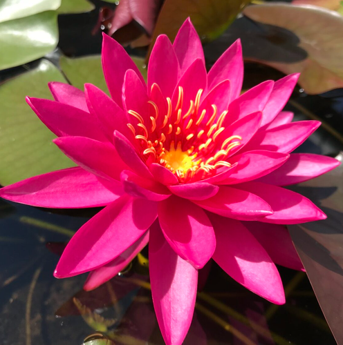 Hardy Lily - MISS SIAM