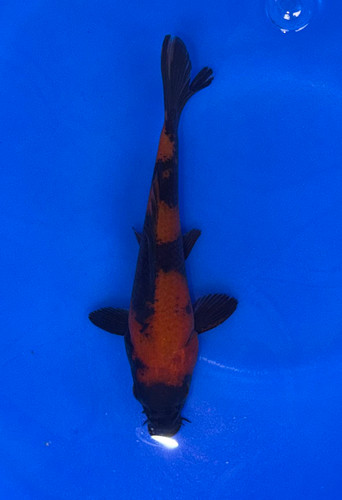 Fish - Japanese Koi Fish - Page 2 - Fitzs Fish Ponds
