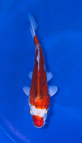 Fish - Japanese Koi Fish - Page 2 - Fitzs Fish Ponds