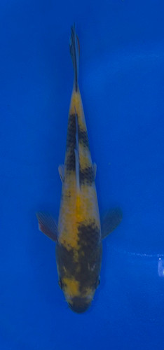 16cm Japanese Imported Ki Utsuri – Maruhiro – QT9 - 54