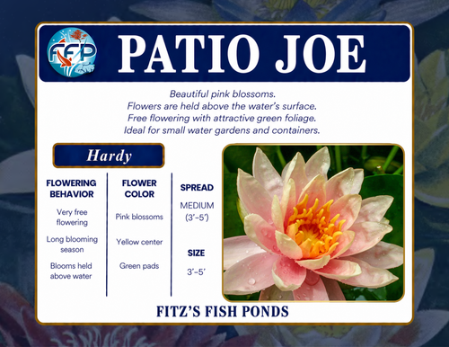 Hardy Lily - PATIO JOE